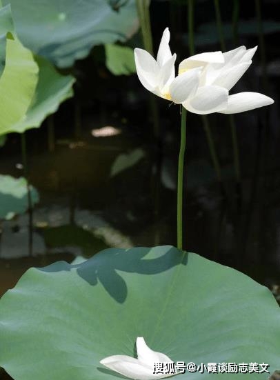 9 月下旬运势如虹，四大生肖财源广进，生活更精彩  第1张