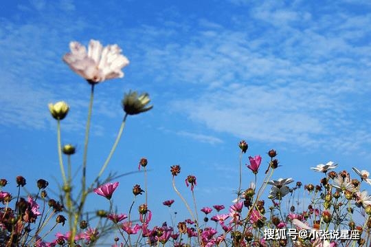 9 月 7 日吉星升起，四大生肖运势大揭秘：财源广进，事业进步，生活美好  第1张