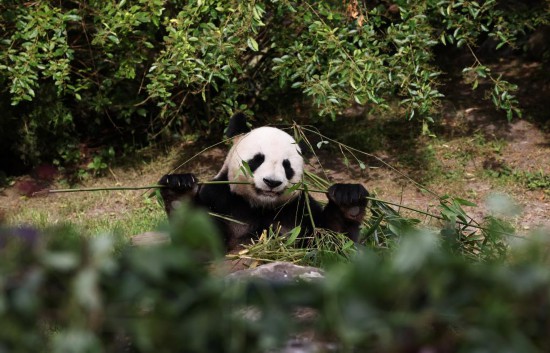 这都可以(天天彩澳门资料免费大全)奥运火炬传递竟被国宝大熊猫抢了风头  第1张