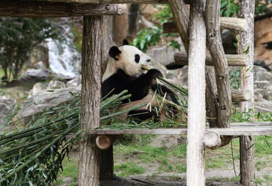 这都可以(天天彩澳门资料免费大全)奥运火炬传递竟被国宝大熊猫抢了风头