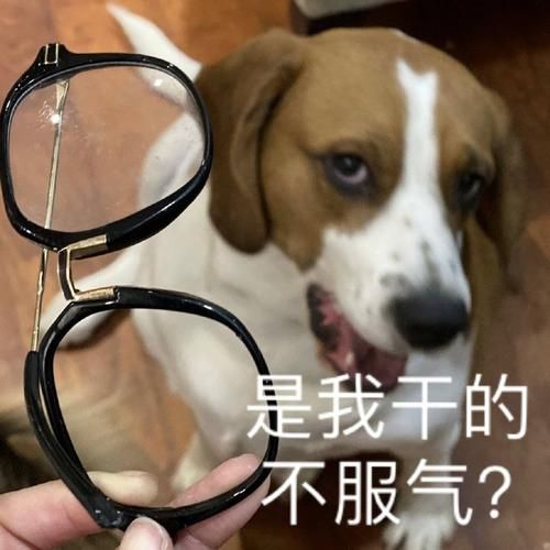 2023今晚澳门码开奖结果,杜江霍思燕夫妇竟在草丛捡到实验犬，背后真相令人泪目  第10张