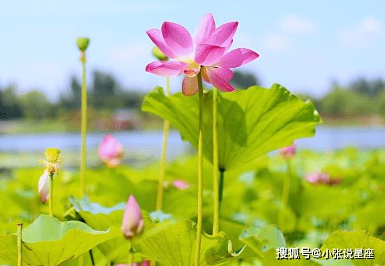 【星运大揭秘】四大星座未来运势：贵人相助、财运亨通、爱情甜美  第1张